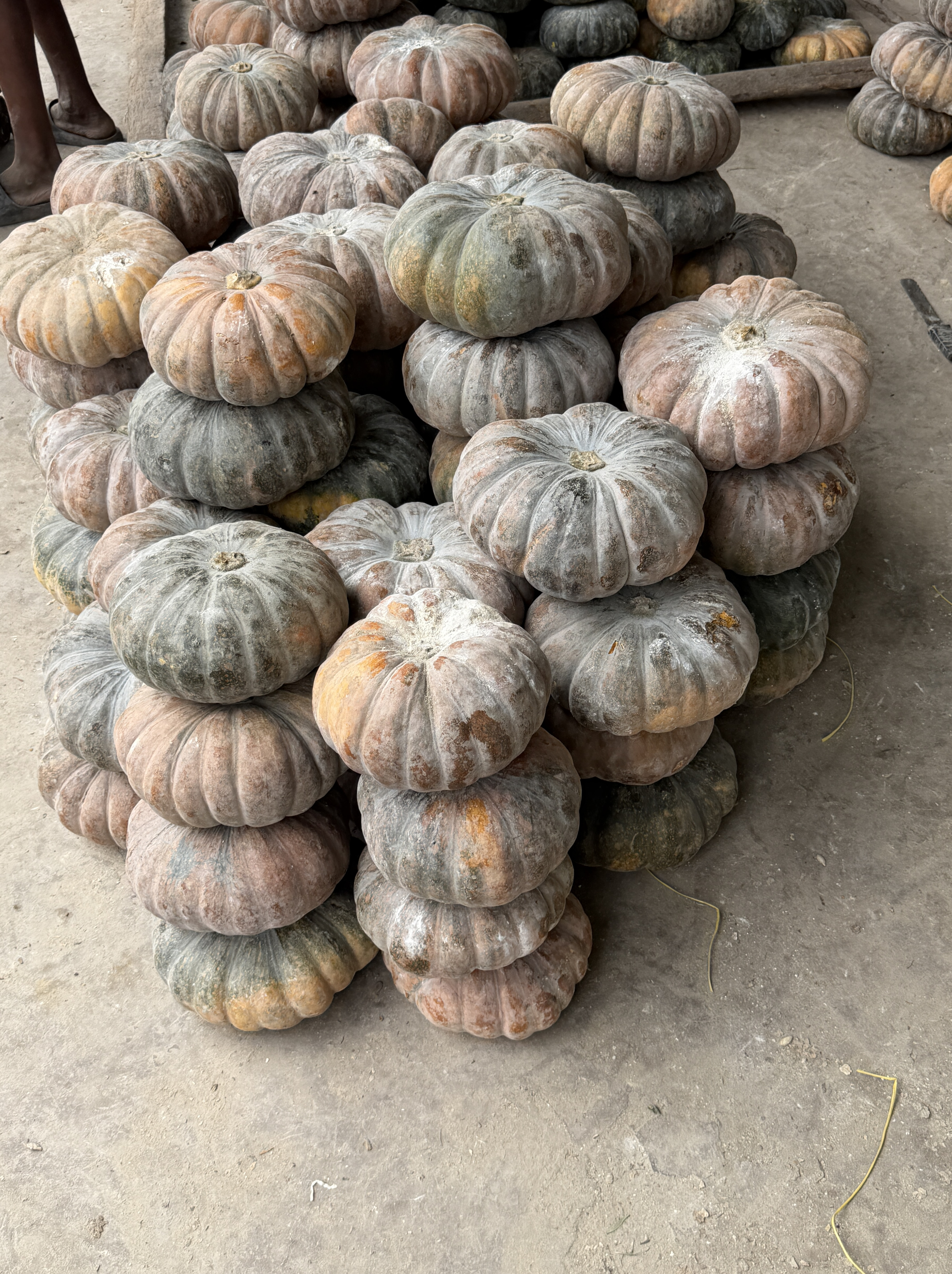 Premium Fresh Pumpkin – Sourced from Bangladesh export from Bangladesh