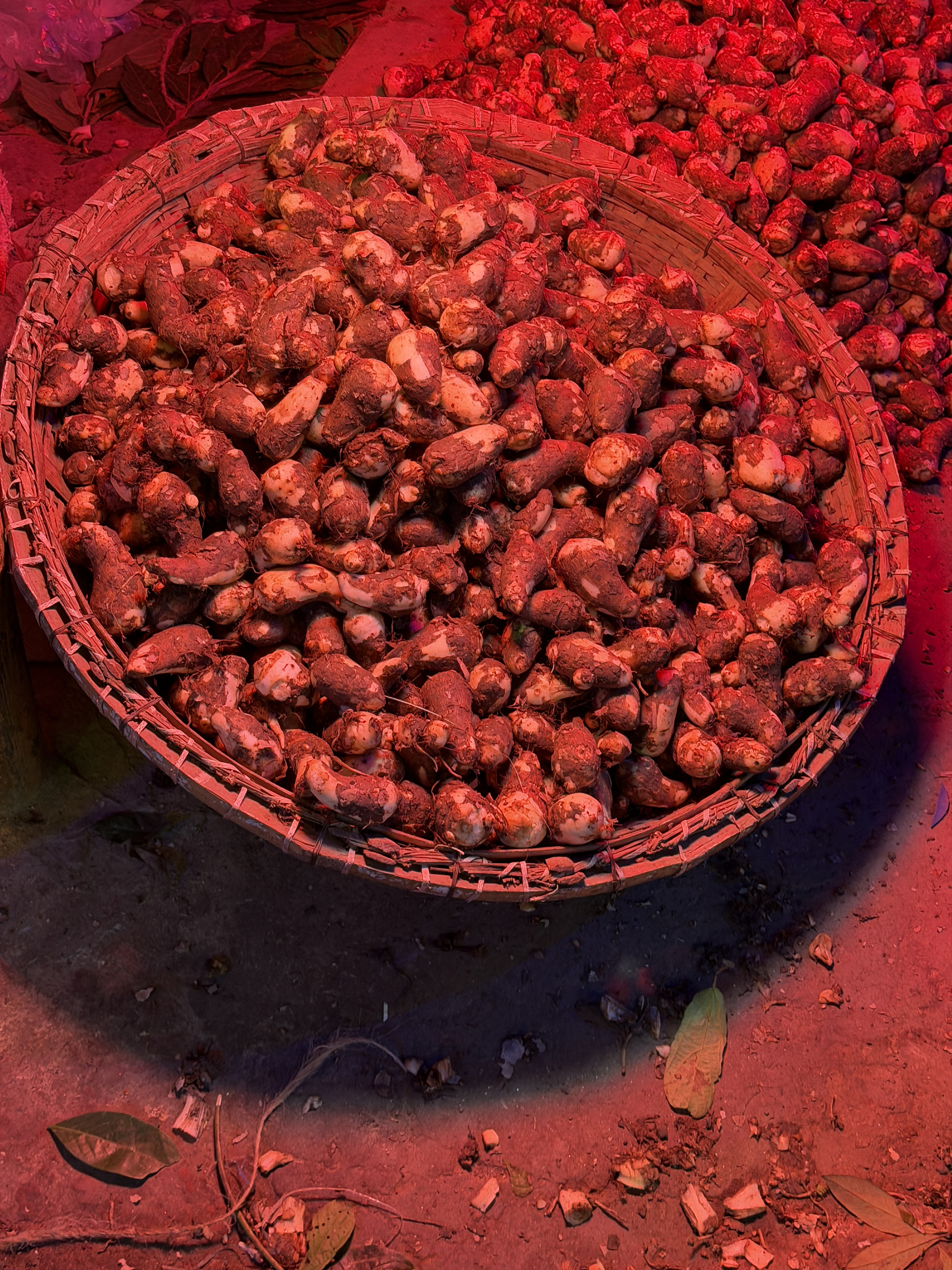 Fresh Taro Runner – Premium Export Quality from Bangladesh export from Bangladesh