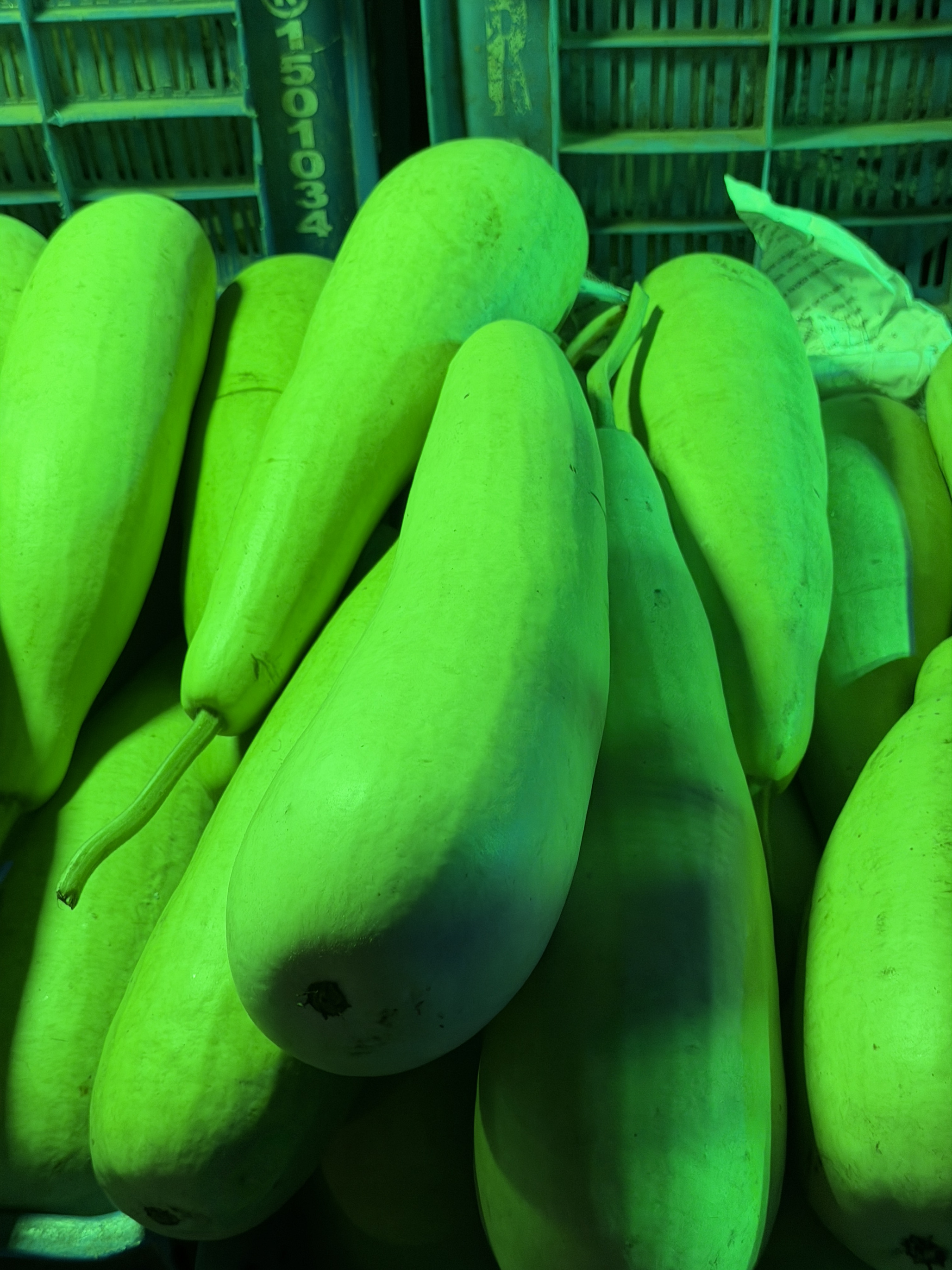 Fresh Bottle Gourd – Export Quality Vegetable from Bangladesh export from Bangladesh