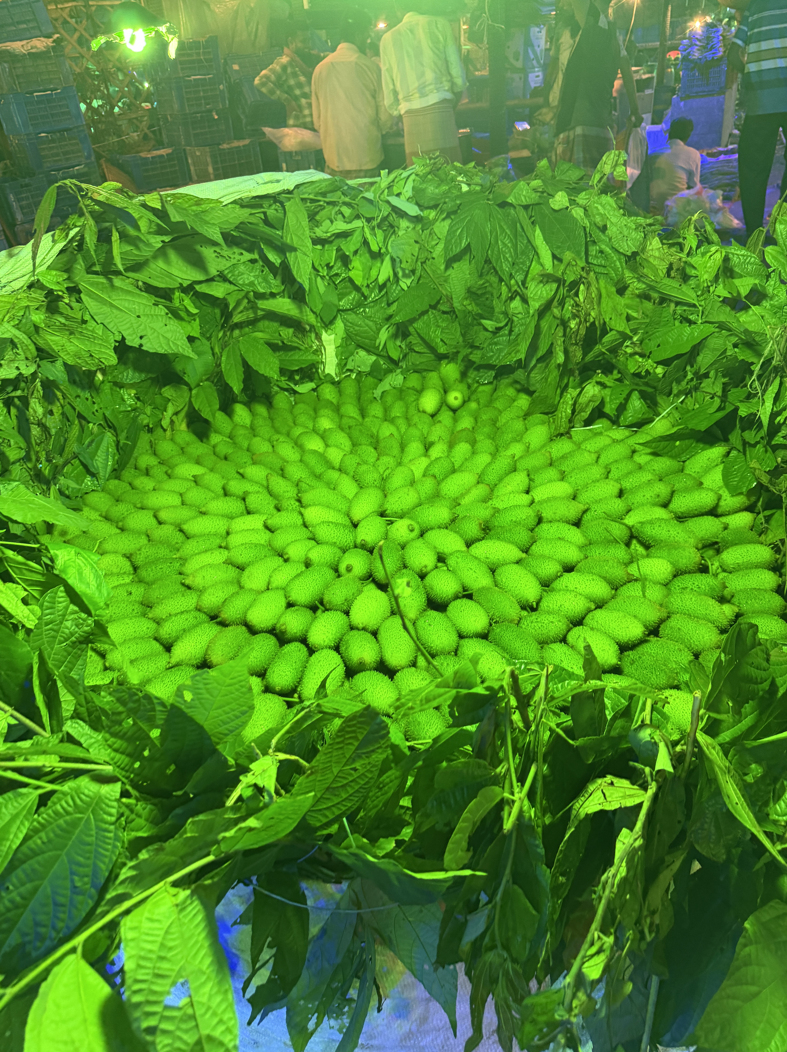 Fresh Teasle Gourd – Selected for International Markets export from Bangladesh