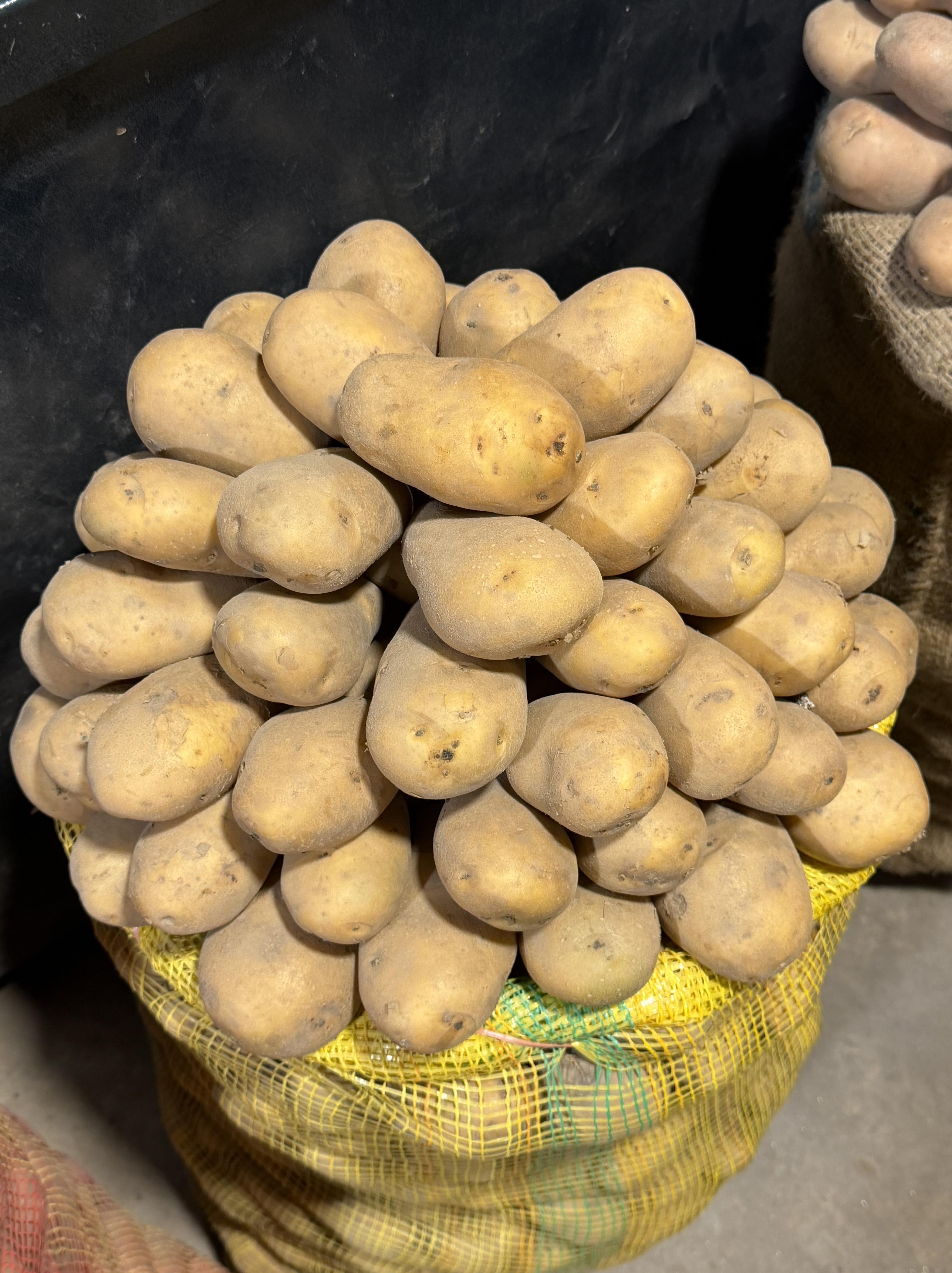 Fresh Potato